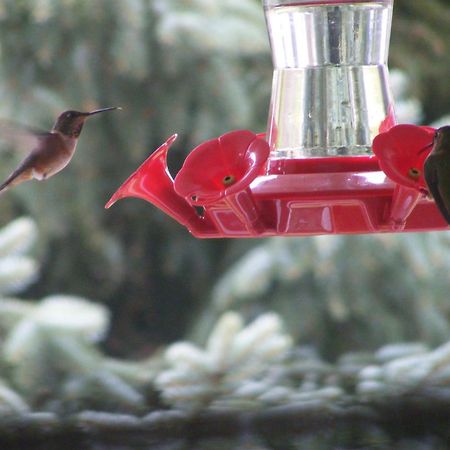 Hummingbird Guesthouse Port Alberni Ngoại thất bức ảnh