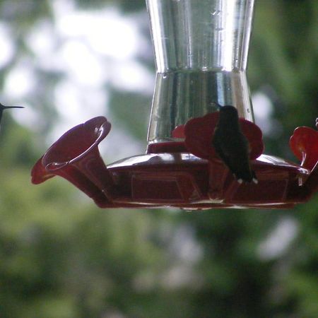 Hummingbird Guesthouse Port Alberni Ngoại thất bức ảnh