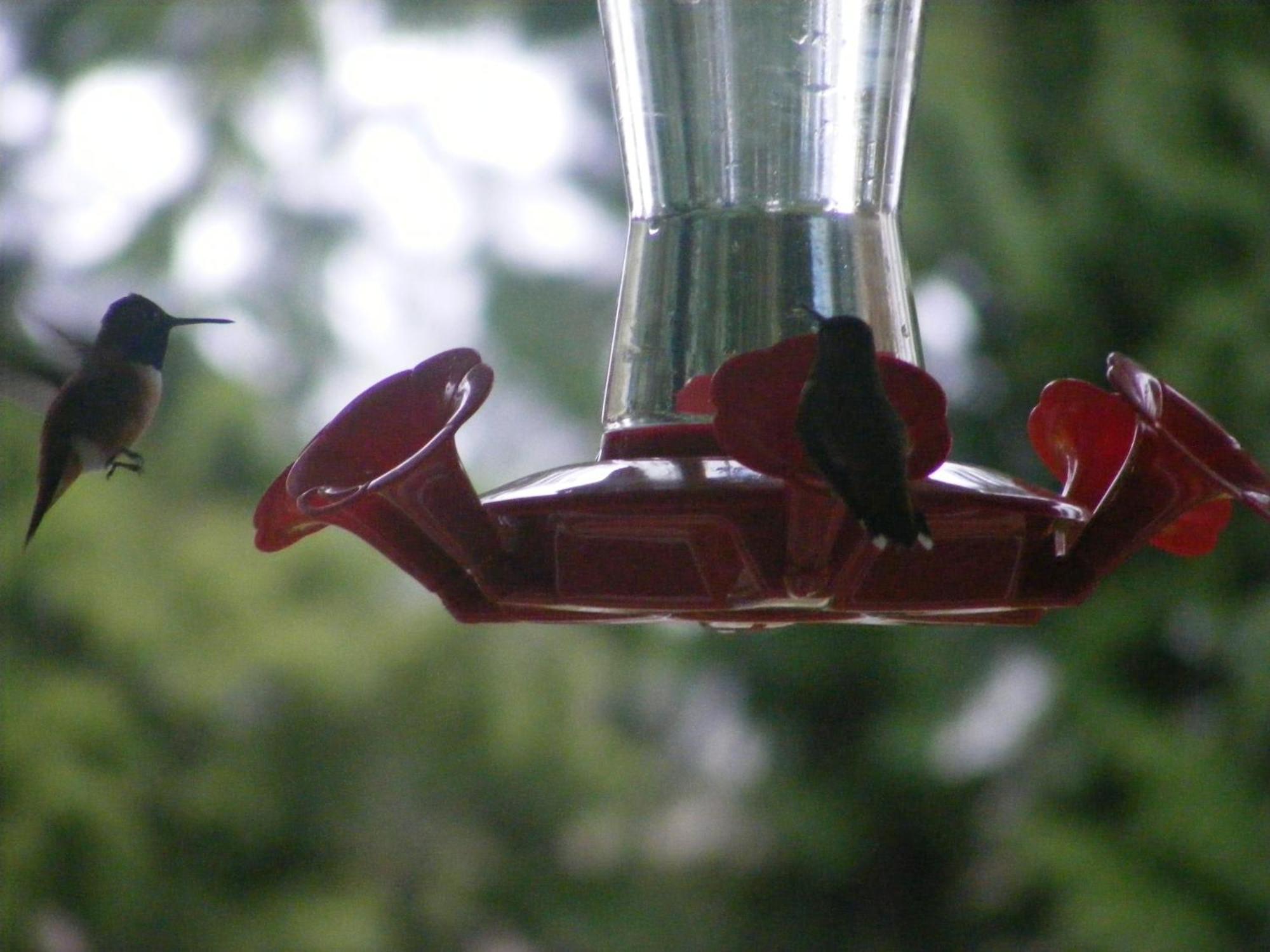 Hummingbird Guesthouse Port Alberni Ngoại thất bức ảnh